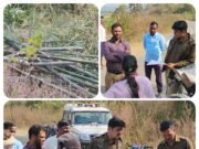 बीजेपानी में सरकारी खजाने पर डाका: 20 एकड़ में फैले ‘हरे सोने’ पर चला अवैध कुल्हाड़ा…