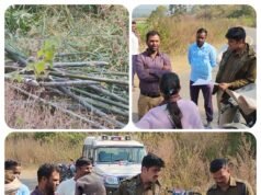 बीजेपानी में सरकारी खजाने पर डाका: 20 एकड़ में फैले ‘हरे सोने’ पर चला अवैध कुल्हाड़ा…