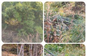 “बीजेपानी में सरकारी खजाने पर डाका: मासूम बांसों का कत्लेआम करने ‘नेताजी’ के दरबार पहुंचे माफिया, सुबह से शाम तक घनघनाते रहे सरपंच – सचिव के फोन।”